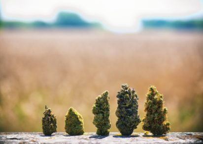 Top 10 Spring Strains