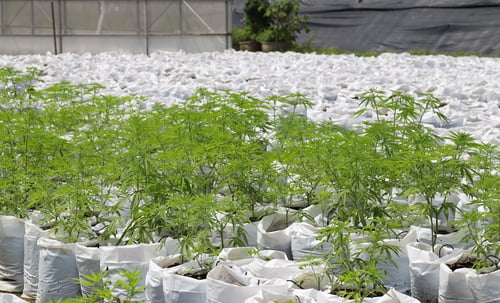 Making The Most of Your Cannabis Growing Space: A Full Guide