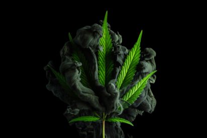 How to Stay Hydrated When Using Cannabis