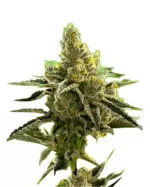 24K Gold Strain Feminized Cannabis Seeds