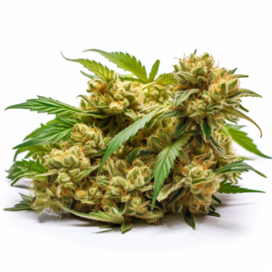 24K Gold Strain Feminized Cannabis Seeds