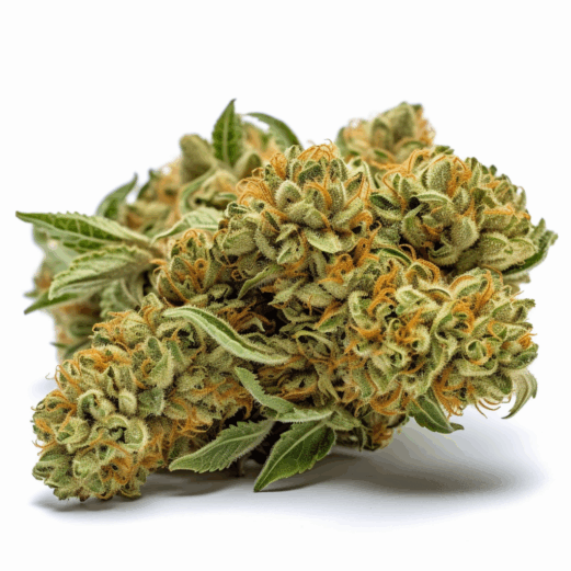 24K Gold Strain