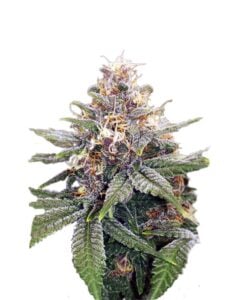 3 Kings Strain Autoflowering Cannabis Seeds