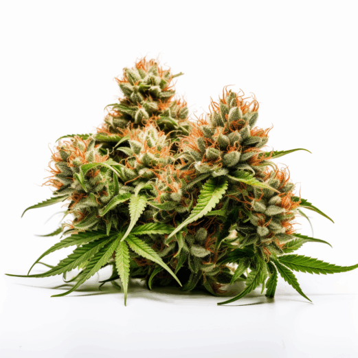 3 Kings Strain
