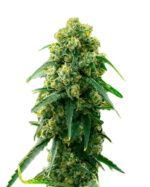 3 Kings Strain Feminized Cannabis Seeds