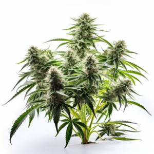 5 Alive Strain Feminized Cannabis Seeds