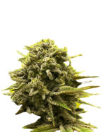 A La Mode Strain Feminized Cannabis Seeds