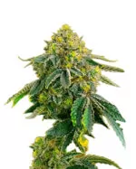 AK-47 Strain Feminized Cannabis Seeds