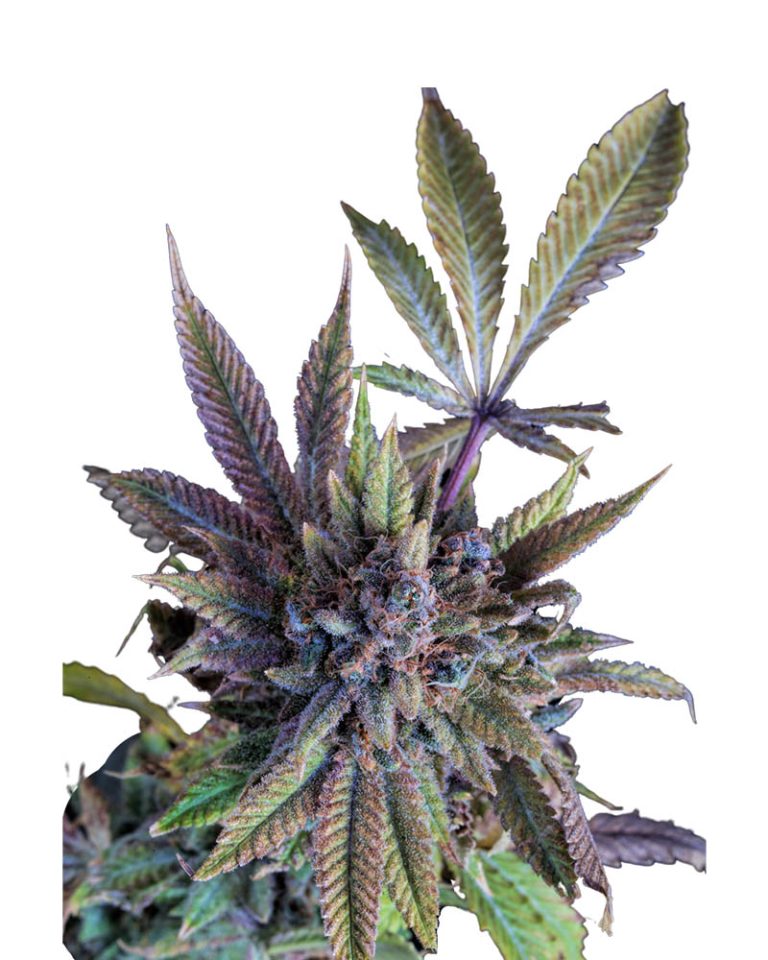 Acapulco Gold Autoflowering Seeds - Rocket Seeds