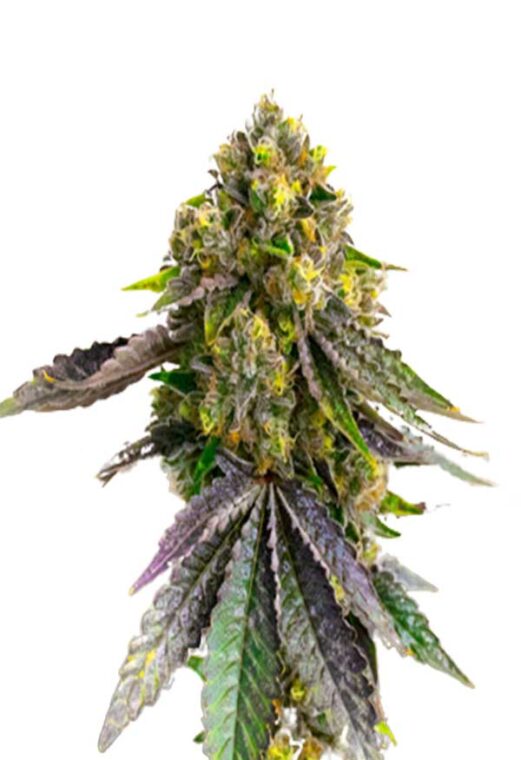 Afghan Autoflower Cannabis Seeds