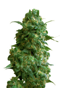 Afghan Chocolope Feminized Fast Version Cannabis Seeds