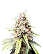 Afghan Chocolope Strain Feminized Fast Version Cannabis Seeds