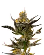 Afghan Kush Feminized Cannabis Seeds
