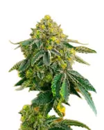 Afghan Strain Feminized Cannabis Seeds