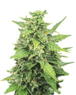 Agent Orange Strain Feminized Cannabis Seeds