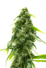 AK-47 Strain Autoflowering Cannabis Seeds