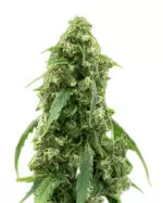 Alien Gorilla Glue Strain Feminized Cannabis Seeds