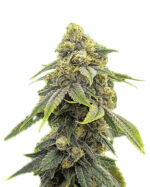 Alien Technology Strain Feminized Cannabis Seeds