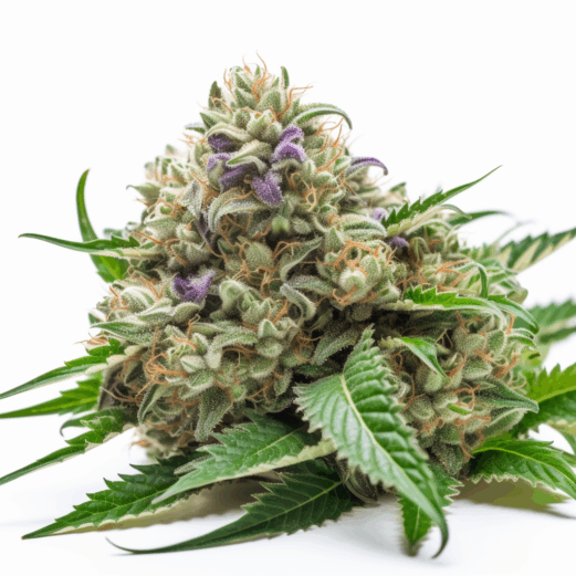 Alien Technology Strain