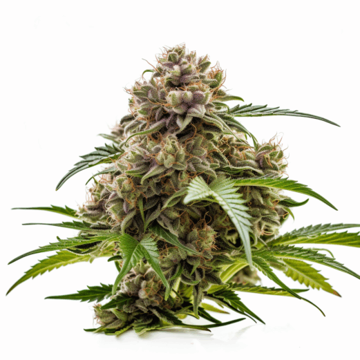 Aloha Strain