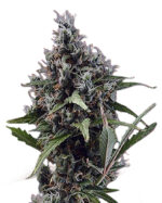 Aloha Strain Autoflowering Cannabis Seeds