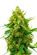 Amnesia Blue Head Band Feminized Cannabis Seeds