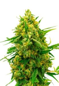 Amnesia Blue Head Band Feminized Cannabis Seeds