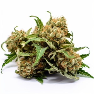 Amnesia Strain Feminized Cannabis Seeds