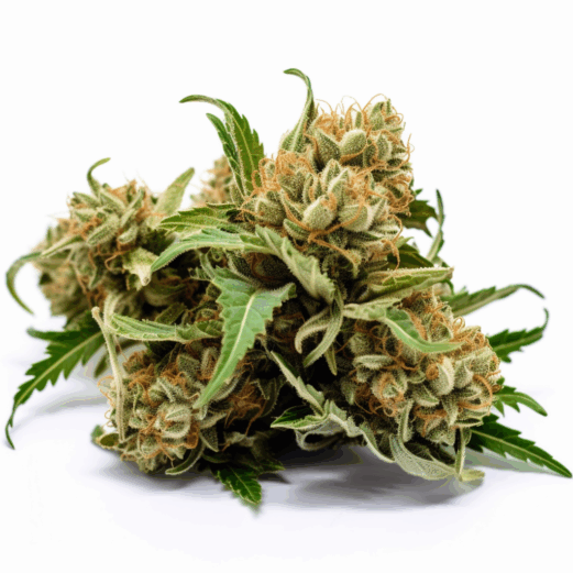 Amnesia Strain