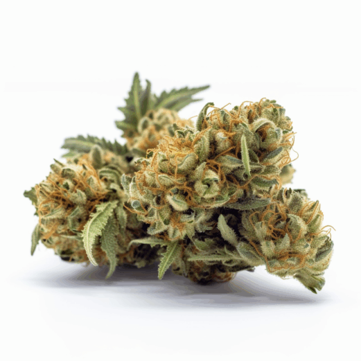 Amnesia Strain