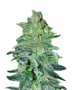 Amnesia Haze Autoflowering Cannabis Seeds