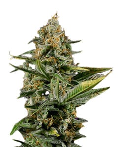 Amnesia Kush Autoflowering Cannabis Seeds