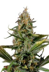 Amnesia Kush Autoflower Marijuana Seeds