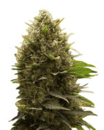Amnesia Kush Feminized Cannabis Seeds