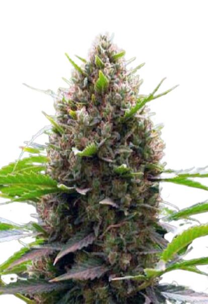 Amnesia Kush Feminized Cannabis Seeds - Rocket Seeds