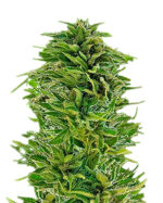 Amnesia Lemon Strain Feminized Cannabis Seeds