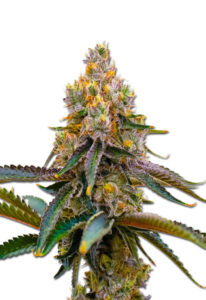Amnesia Purple Feminized Marijuana Seeds
