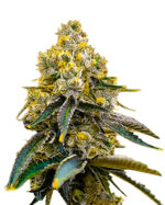 Amnesia Purple Strain Feminized Cannabis Seeds