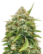 Amnesia Strain Autoflowering Cannabis Seeds