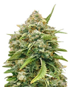 Amnesia Strain Autoflowering Cannabis Seeds