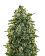 Amnesia Strain Feminized Cannabis Seeds