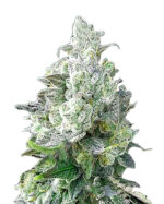 Angel OG Strain Autoflowering Cannabis Seeds