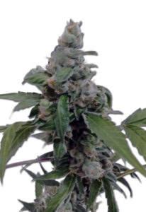 Aurora Autoflower Marijuana Seeds