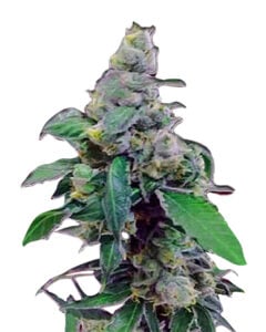 Aurora Strain Autoflowering Cannabis Seeds