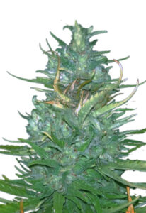 Auto CBD Blueberry Marijuana Seeds