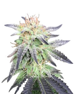 Auto CBD Blueberry Strain Feminized Cannabis Seeds
