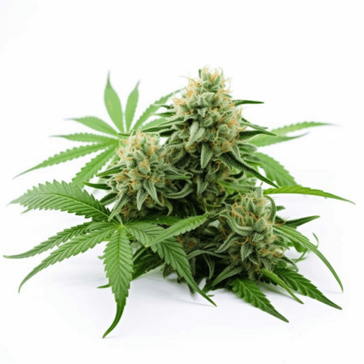 Auto CBD Critical Mass Strain
