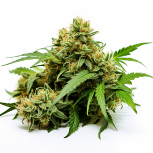 Auto CBD Critical Mass Strain Feminized Cannabis Seeds