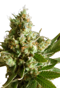 Auto CBD Critical Mass Marijuana Seeds
