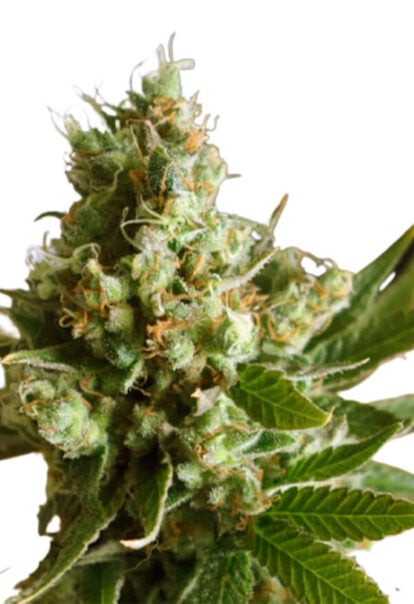 Auto CBD Critical Mass Cannabis Seeds
